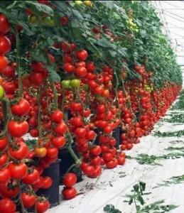 Fresh tomatoes
