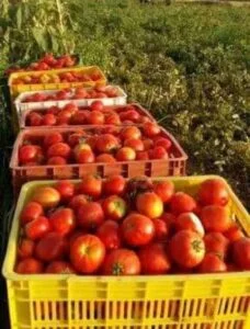 Fresh tomatoes