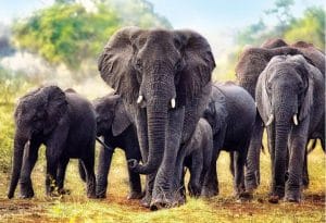 Elephants 