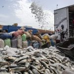 Thousands of fish