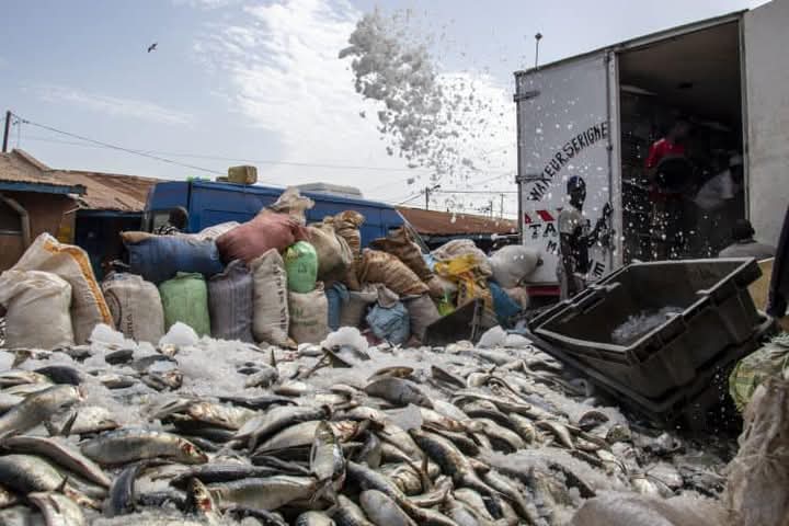 Thousands of fish