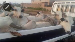 Chief Joseph Ameh Erico Distributes Cows to Muslim Community in Kogi East Ahead of Sallah