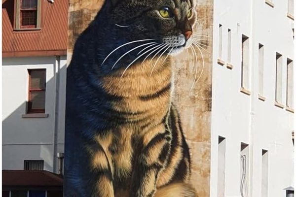Study shows cats develop dementia similar to humans Cat
