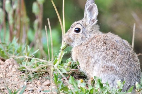 Rabbits’ alarming appearance Rabbit