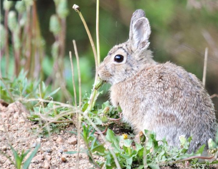 Rabbit
