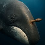Read how Whale Survived a Harpoon Read how Whale Survived a Harpoon