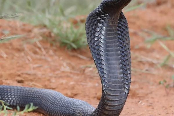 The deadly Black African Spitting Cobra, responsible for rapid fatalities across Africa