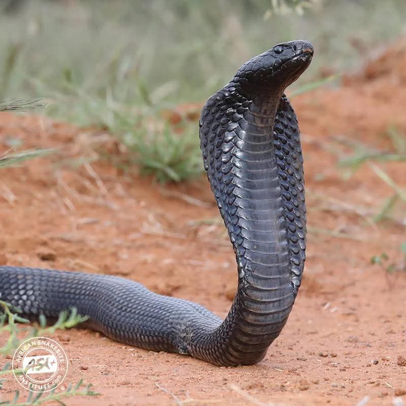 The deadly Black African Spitting Cobra, responsible for rapid fatalities across Africa