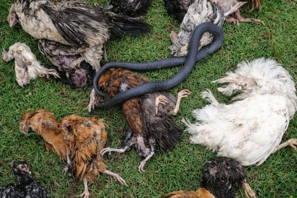 Snake and chickens