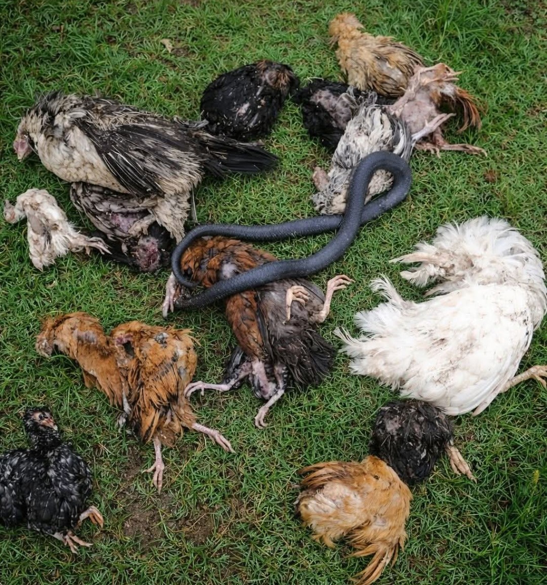 Snake and chickens