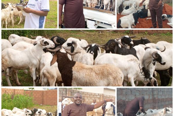 Kogi East APC Senatorial Candidate, Joseph Ameh Erico, Distributes Rams to Muslims for Eid-el-Adha